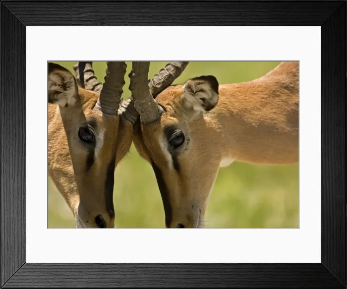 Framed Print : Black Faced Impala-Males locking horns-close up Etosha National Park-Northern Namibia-Africa Framed Print : Black Faced Impala-Males locking horns-close up Etosha National Park-Northern Namibia-Africa
