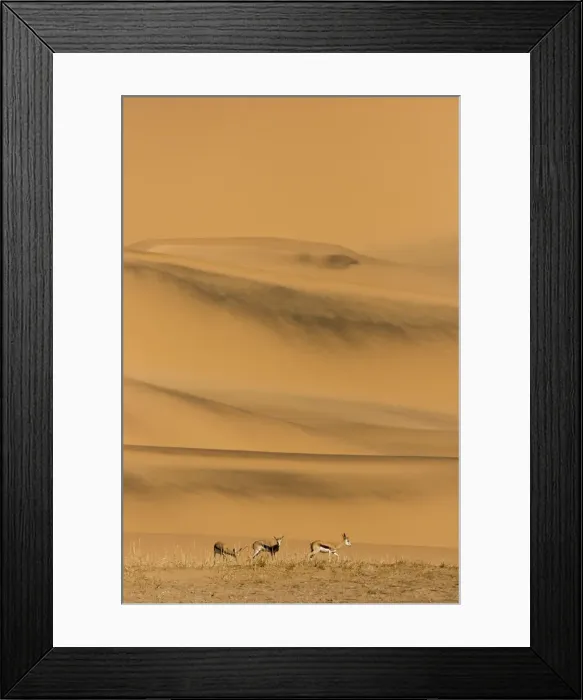 Framed Print : Springbok-Feeding on sparse dry vegetation on the eastern foot of the Southern Dune sea Namib Desert-Namibia-Africa Framed Print : Springbok-Feeding on sparse dry vegetation on the eastern foot of the Southern Dune sea Namib Desert-Namibia-Africa