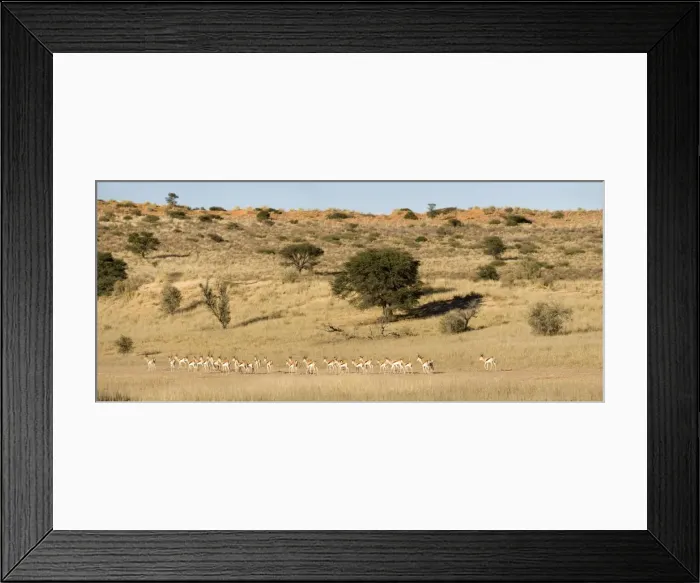 Framed Print : Springbok-Strung out in a dry river bed at the foot of a dune Kgalagadi Transfrontier Park-South Africa-Botswana-Africa Framed Print : Springbok-Strung out in a dry river bed at the foot of a dune Kgalagadi Transfrontier Park-South Africa-Botswana-Africa