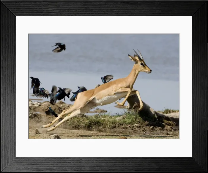 Framed Print : Black Faced Impala-Young male taking flight with starlings in the background Etosha National Park-Northern Namibia-Africa Framed Print : Black Faced Impala-Young male taking flight with starlings in the background Etosha National Park-Northern Namibia-Africa
