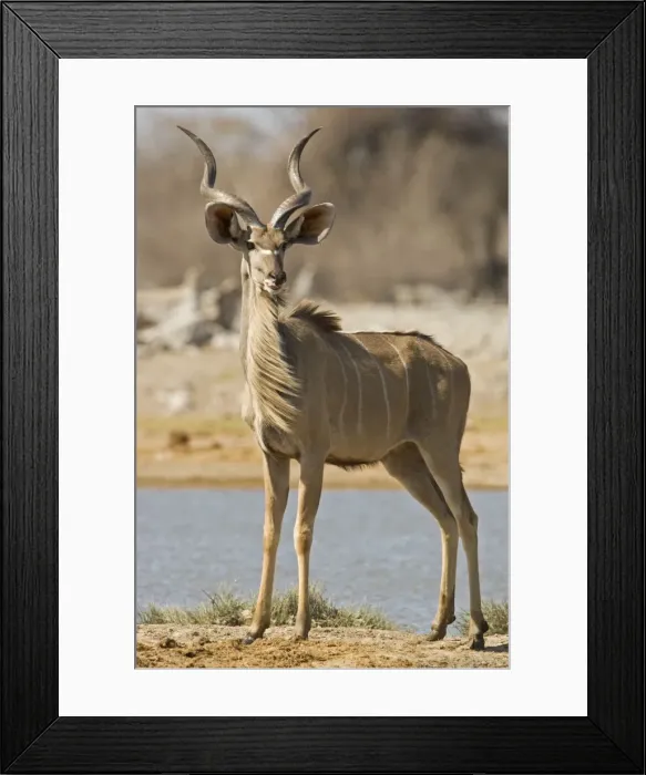 Framed Print : Kudu Bull-Young Male-Full body portrait standing by a water hole Etosha National Park-Northern Namibia-Africa