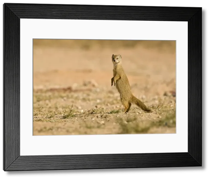Framed Print : Yellow Mongoose-out in the open Kalahari Desert-Kgalagadi National Park-South Africa Framed Print : Yellow Mongoose-out in the open Kalahari Desert-Kgalagadi National Park-South Africa