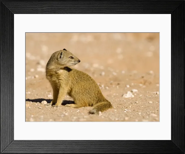 Framed Print : Yellow Mongoose-side profile looking over its shoulder Kalahari Desert-Kgalagadi National Park-South Africa Framed Print : Yellow Mongoose-side profile looking over its shoulder Kalahari Desert-Kgalagadi National Park-South Africa