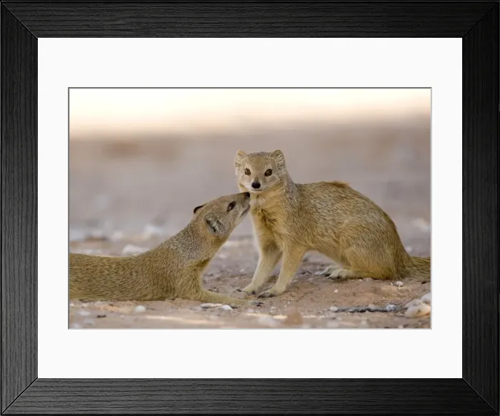 Framed Print : Yellow Mongoose-displaying social interaction Kalahari Desert-Kgalagadi National Park-South Africa Framed Print : Yellow Mongoose-displaying social interaction Kalahari Desert-Kgalagadi National Park-South Africa