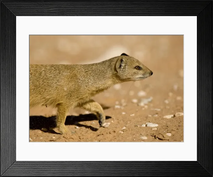 Framed Print : Yellow Mongoose-Half body portrait whilst on the move Kalahari Desert-Kgalagadi National Park-South Africa Framed Print : Yellow Mongoose-Half body portrait whilst on the move Kalahari Desert-Kgalagadi National Park-South Africa