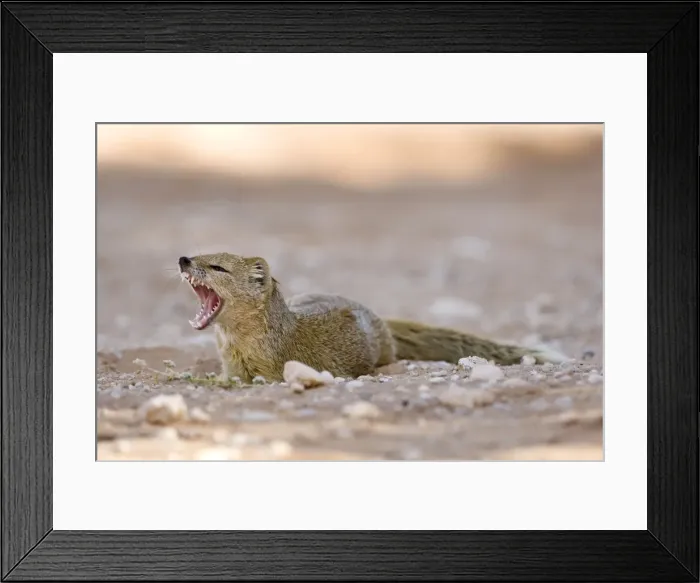 Framed Print : Yellow Mongoose-Lying in the shade and fletching his teeth Kalahari Desert-Kgalagadi National Park-South Africa