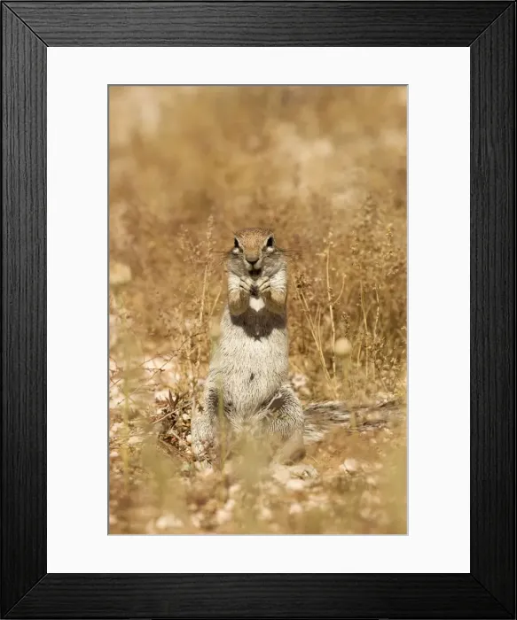 Framed Print : Ground Squirrel-in classic feeding stance-sequence Kalahari Desert-Kgalagadi National Park-South Africa Framed Print : Ground Squirrel-in classic feeding stance-sequence Kalahari Desert-Kgalagadi National Park-South Africa