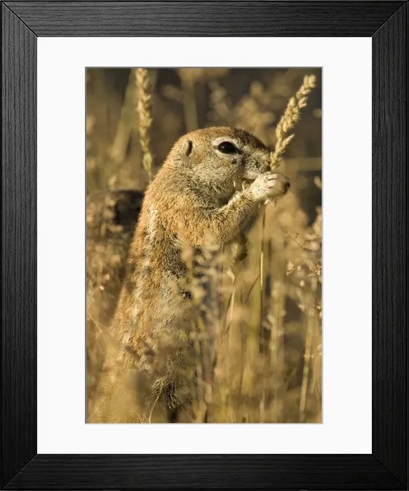 Framed Print : Ground Squirrel-Feeding on golden grass seeds Kalahari Desert-Kgalagadi National Park-South Africa Framed Print : Ground Squirrel-Feeding on golden grass seeds Kalahari Desert-Kgalagadi National Park-South Africa
