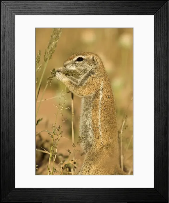 Framed Print : Ground Squirrel-Close up portrait-feeding on grass seeds Kalahari Desert-Kgalagadi National Park-South Africa Framed Print : Ground Squirrel-Close up portrait-feeding on grass seeds Kalahari Desert-Kgalagadi National Park-South Africa