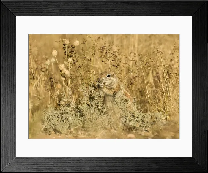 Framed Print : Ground Squirrel-feeding on grass seeds in thick undergrowth Kalahari Desert-Kgalagadi National Park-South Africa Framed Print : Ground Squirrel-feeding on grass seeds in thick undergrowth Kalahari Desert-Kgalagadi National Park-South Africa