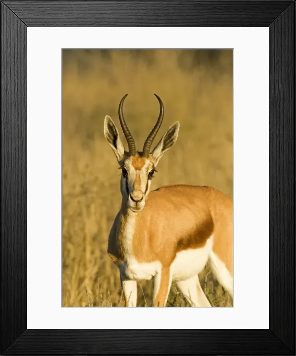 Framed Print : Springbok-Head and shoulder portrait-early morning- Kgalagadi Transfrontier Park-South Africa-Botswana-Africa Framed Print : Springbok-Head and shoulder portrait-early morning- Kgalagadi Transfrontier Park-South Africa-Botswana-Africa