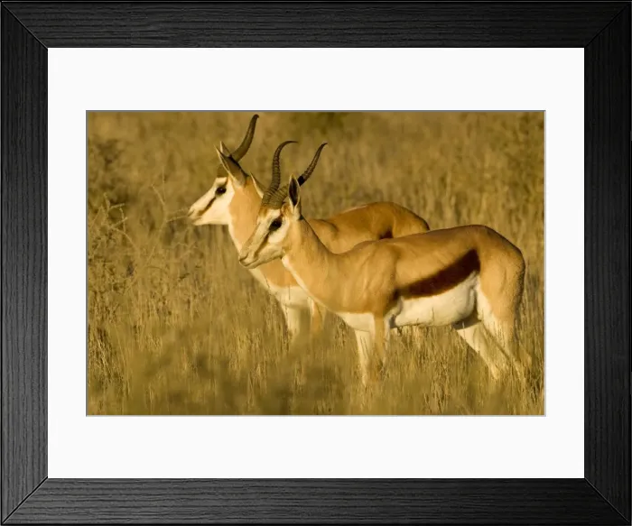 Framed Print : Springbok-Bathed in early morning light- Kgalagadi Transfrontier Park-South Africa-Botswana-Africa Framed Print : Springbok-Bathed in early morning light- Kgalagadi Transfrontier Park-South Africa-Botswana-Africa