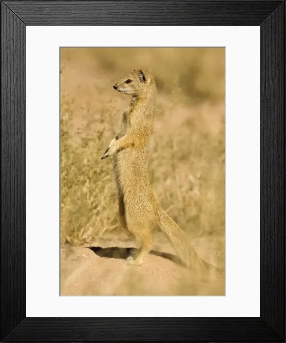 Framed Print : Yellow Mongoose-Keeping a lookout for danger Kalahari Desert-Kgalagadi National Park-South Africa Framed Print : Yellow Mongoose-Keeping a lookout for danger Kalahari Desert-Kgalagadi National Park-South Africa
