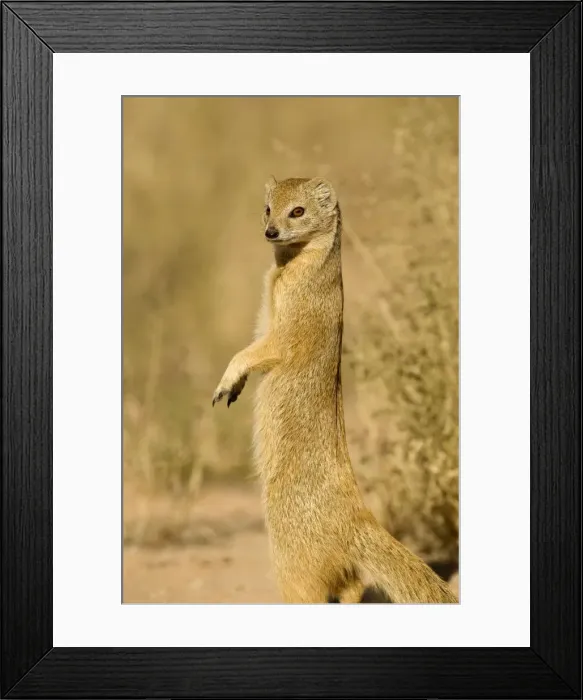 Framed Print : Yellow Mongoose-Keeping a lookout for danger Kalahari Desert-Kgalagadi National Park-South Africa Framed Print : Yellow Mongoose-Keeping a lookout for danger Kalahari Desert-Kgalagadi National Park-South Africa
