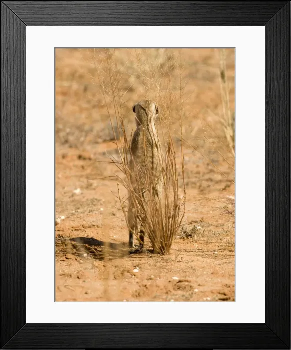 Framed Print : Suricate-Meerkat-Standing guard whilst taking shelter behind a thin shrub Kalahari Desert-Kgalagadi National Park-South Africa Framed Print : Suricate-Meerkat-Standing guard whilst taking shelter behind a thin shrub Kalahari Desert-Kgalagadi National Park-South Africa