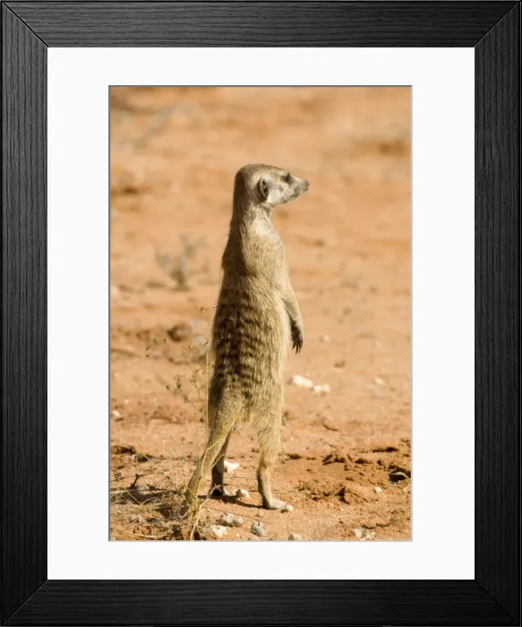Framed Print : Suricate-Meerkat-Standing guard Kalahari Desert-Kgalagadi National Park-South Africa Framed Print : Suricate-Meerkat-Standing guard Kalahari Desert-Kgalagadi National Park-South Africa