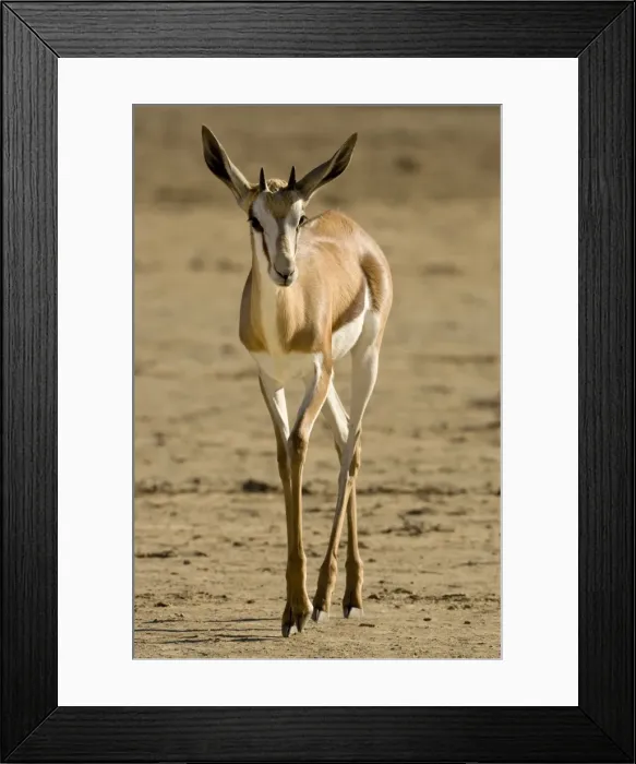 Framed Print : Springbok-Portrait of youngster walking over dry barren ground Kgalagadi Transfrontier Park-South Africa-Botswana-Africa Framed Print : Springbok-Portrait of youngster walking over dry barren ground Kgalagadi Transfrontier Park-South Africa-Botswana-Africa