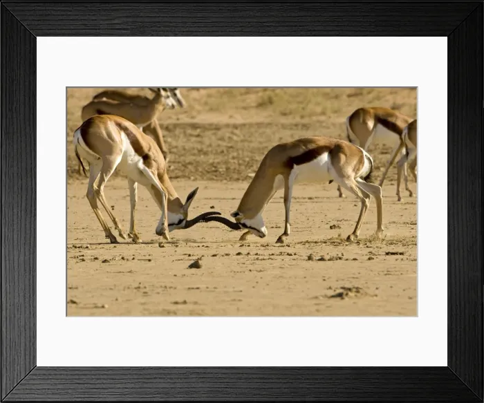Framed Print : Springbok-Young males locking horns-fighting Kgalagadi Transfrontier Park-South Africa-Botswana-Africa Framed Print : Springbok-Young males locking horns-fighting Kgalagadi Transfrontier Park-South Africa-Botswana-Africa