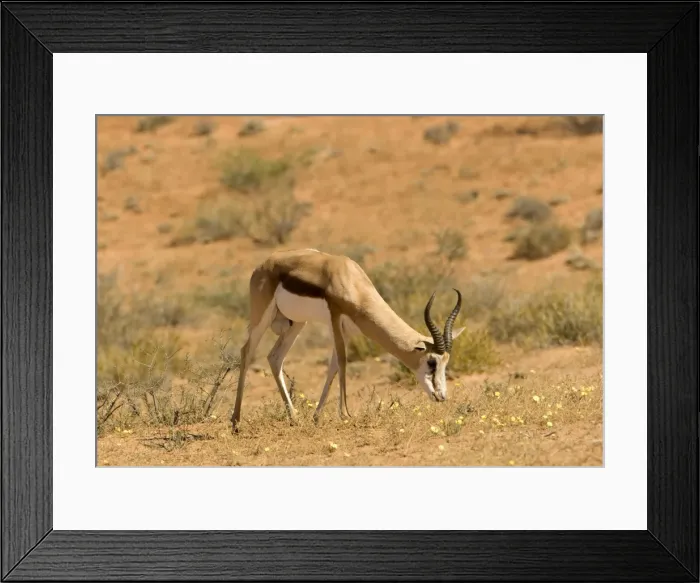 Framed Print : Springbok-Grazing on yellow flowers Kgalagadi Transfrontier Park-South Africa-Botswana-Africa Framed Print : Springbok-Grazing on yellow flowers Kgalagadi Transfrontier Park-South Africa-Botswana-Africa