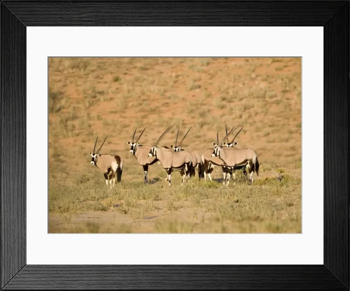 Framed Print : Gemsbok-Oryx-Huddled together at the foot of a dune Kgalagadi Transfrontier Park-South Africa-Botswana-Africa Framed Print : Gemsbok-Oryx-Huddled together at the foot of a dune Kgalagadi Transfrontier Park-South Africa-Botswana-Africa