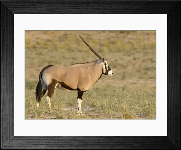 Framed Print : Gemsbok-Oryx- Portrait Kgalagadi Transfrontier Park-South Africa-Botswana-Africa Framed Print : Gemsbok-Oryx- Portrait Kgalagadi Transfrontier Park-South Africa-Botswana-Africa
