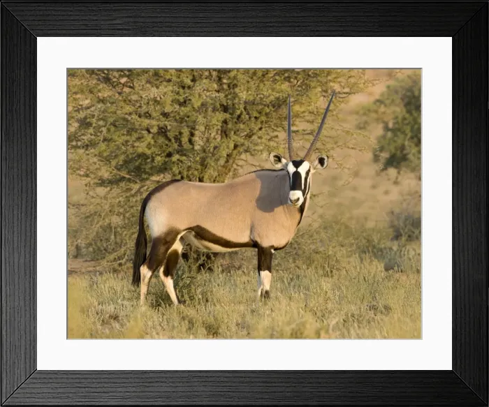 Framed Print : Gemsbok-Oryx- Portrait Kgalagadi Transfrontier Park-South Africa-Botswana-Africa Framed Print : Gemsbok-Oryx- Portrait Kgalagadi Transfrontier Park-South Africa-Botswana-Africa