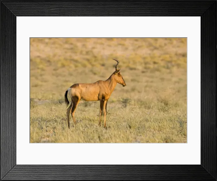 Framed Print : Red Hartebeest-Early morning portrait Kgalagadi Transfrontier Park-South Africa-Botswana-Africa Framed Print : Red Hartebeest-Early morning portrait Kgalagadi Transfrontier Park-South Africa-Botswana-Africa