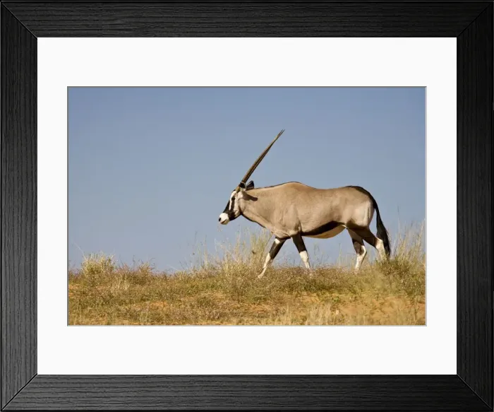 Framed Print : Gemsbok-Oryx-Walking along the crest of a Kalahari Dune Kgalagadi Transfrontier Park-South Africa-Botswana-Africa Framed Print : Gemsbok-Oryx-Walking along the crest of a Kalahari Dune Kgalagadi Transfrontier Park-South Africa-Botswana-Africa