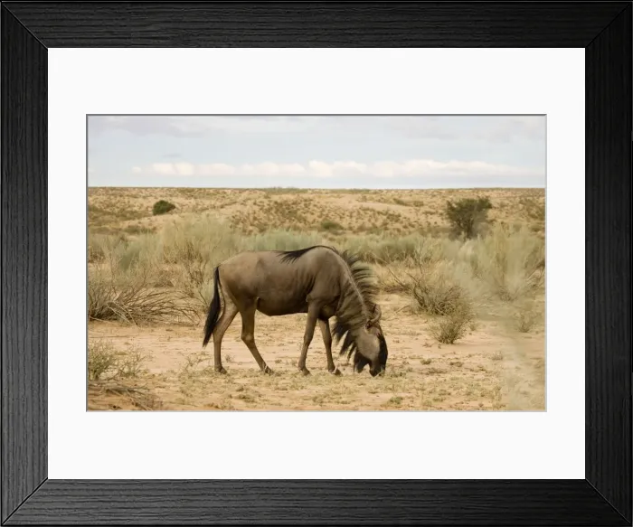 Framed Print : Blue Wildebeest-Side profile whilst feeding Kgalagadi Transfrontier Park-South Africa-Botswana-Africa Framed Print : Blue Wildebeest-Side profile whilst feeding Kgalagadi Transfrontier Park-South Africa-Botswana-Africa