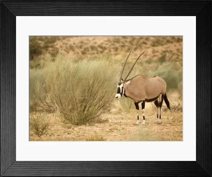Framed Print : Gemsbok-Oryx-In a Dry River Bed Kgalagadi Transfrontier Park-South Africa-Botswana-Africa