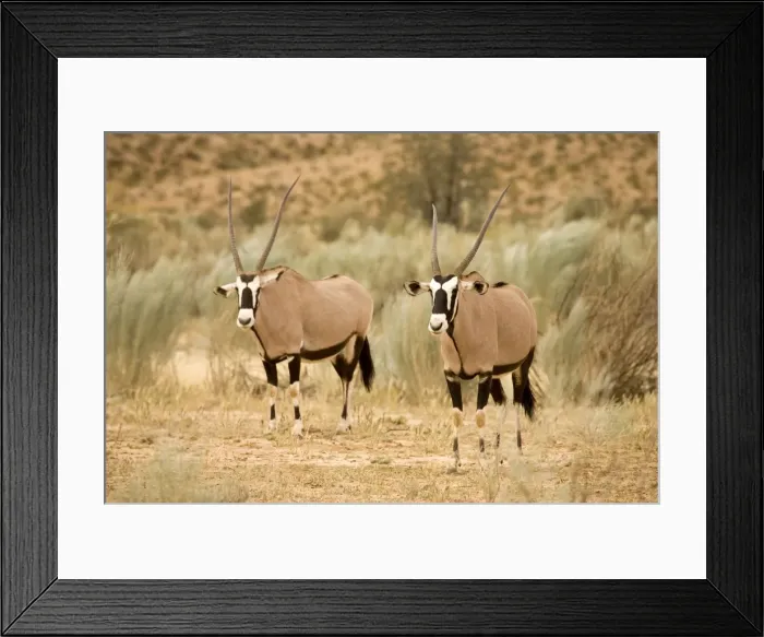 Framed Print : Gemsbok-Oryx-In a Dry River Bed Kgalagadi Transfrontier Park-South Africa-Botswana-Africa Framed Print : Gemsbok-Oryx-In a Dry River Bed Kgalagadi Transfrontier Park-South Africa-Botswana-Africa
