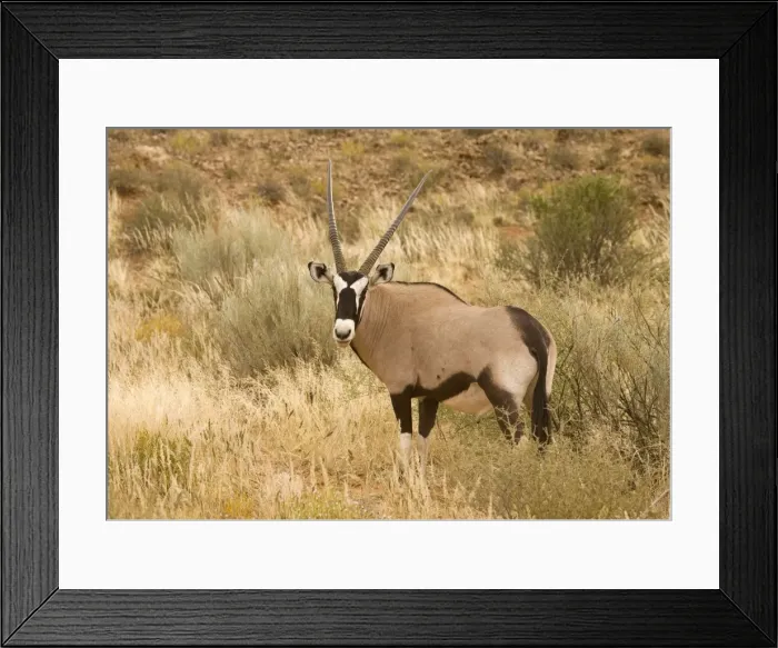 Framed Print : Gemsbok-Oryx-In tall grass Kgalagadi Transfrontier Park-South Africa-Botswana-Africa Framed Print : Gemsbok-Oryx-In tall grass Kgalagadi Transfrontier Park-South Africa-Botswana-Africa