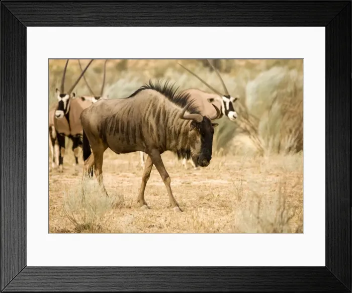 Framed Print : Blue Wildebeest-With Oryx in the background Kgalagadi Transfrontier Park-South Africa-Botswana-Africa