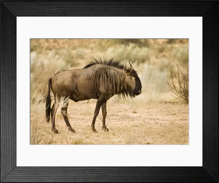 Framed Print : Blue Wildebeest-Foragig among Kalahari Shrub Kgalagadi Transfrontier Park-South Africa-Botswana-Africa Framed Print : Blue Wildebeest-Foragig among Kalahari Shrub Kgalagadi Transfrontier Park-South Africa-Botswana-Africa