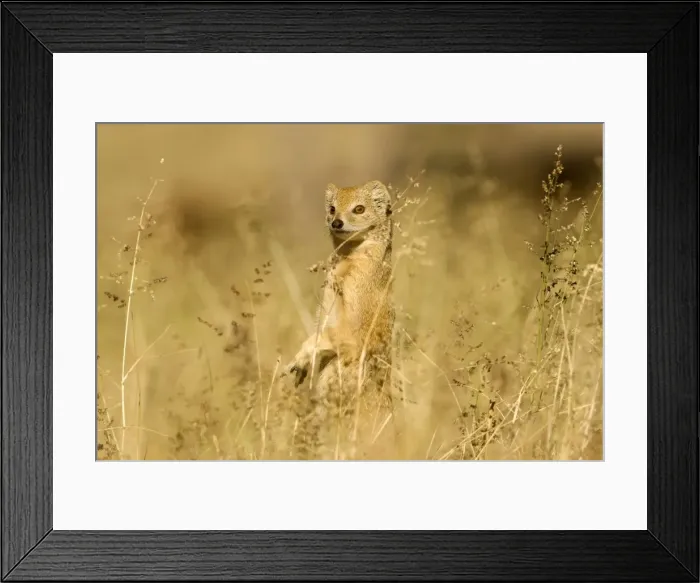 Framed Print : Yellow Mongoose-Keeping a lookout for danger Kalahari Desert-Kgalagadi National Park-South Africa Manipulated Image: Grass removed from over face Framed Print : Yellow Mongoose-Keeping a lookout for danger Kalahari Desert-Kgalagadi National Park-South Africa Manipulated Image: Grass removed from over face