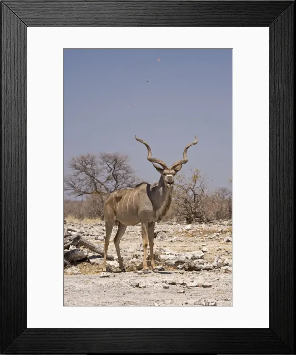 Framed Print : Kudu Bull-Standing in a small dust devil with leaves spiraling into the air Etosha National Park-Northern Namibia-Africa Framed Print : Kudu Bull-Standing in a small dust devil with leaves spiraling into the air Etosha National Park-Northern Namibia-Africa