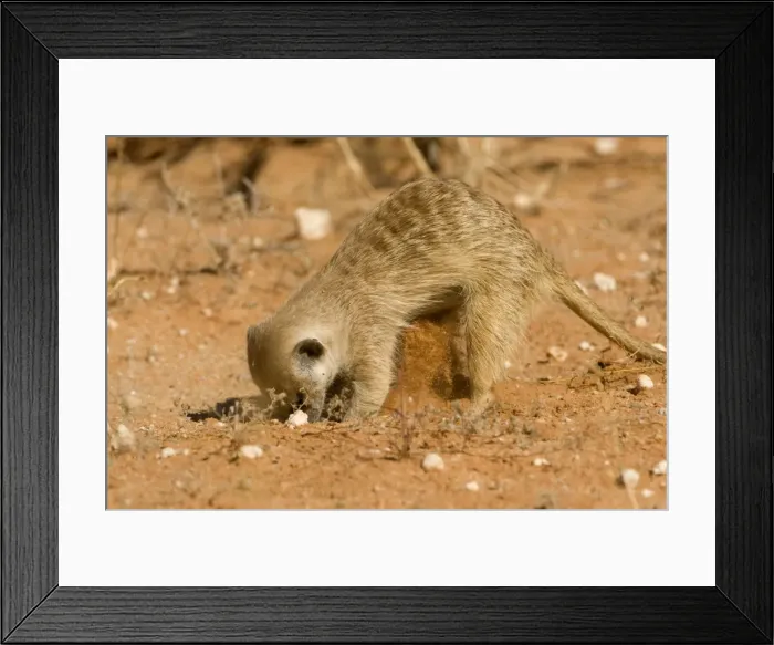 Framed Print : Suricate-Meerkat-Digging for food in the form of grubs and scorpions Kalahari Desert-Kgalagadi National Park-South Africa Framed Print : Suricate-Meerkat-Digging for food in the form of grubs and scorpions Kalahari Desert-Kgalagadi National Park-South Africa