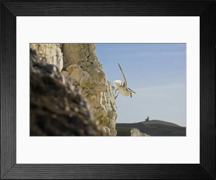 Framed Print : Fulmar Petrel In flight over the Seven Sisters South Downs, East Sussex, UK Framed Print : Fulmar Petrel In flight over the Seven Sisters South Downs, East Sussex, UK