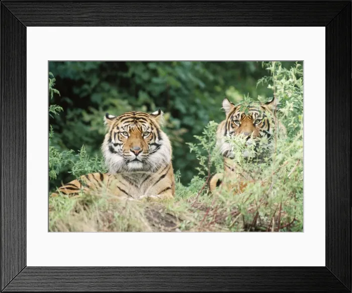 Framed Print : Sumatran Tiger - Endangered Sumatra, Indonesia Framed Print : Sumatran Tiger - Endangered Sumatra, Indonesia
