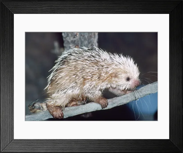 Framed Print : Prehensile-tailed Porcupine Rainforests of Mexico Framed Print : Prehensile-tailed Porcupine Rainforests of Mexico