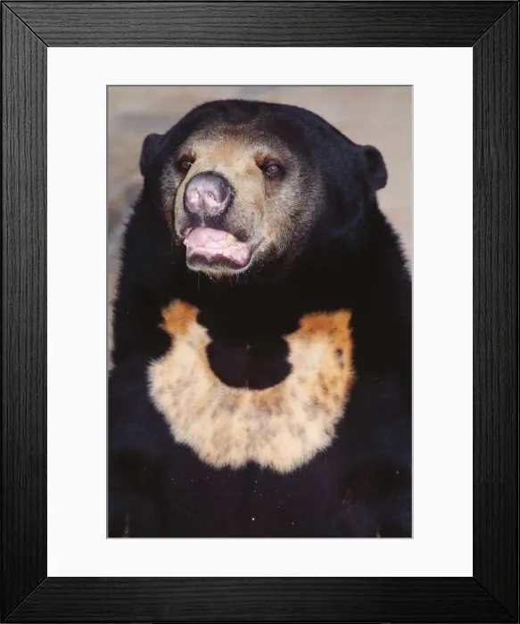 Framed Print : Malayan Sun Bear - Threatened Foreste of Southeast Asia Framed Print : Malayan Sun Bear - Threatened Foreste of Southeast Asia