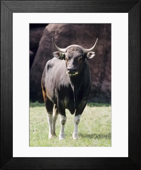 Framed Print : Banteng Endangered. Dense Rainforest, Java, Borneo Framed Print : Banteng Endangered. Dense Rainforest, Java, Borneo