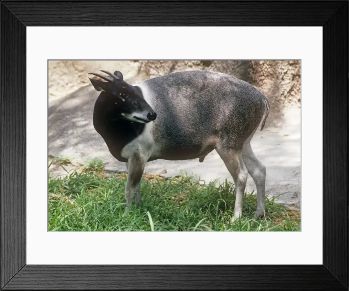 Framed Print : Jentink's Duiker Antelope Distribution: Rainforests of Liberia West Africa Framed Print : Jentink's Duiker Antelope Distribution: Rainforests of Liberia West Africa