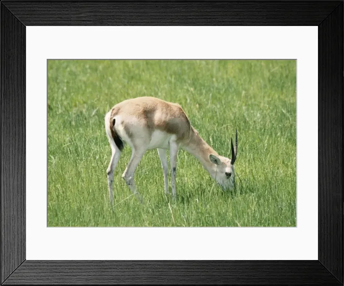 Framed Print : Sand Gazelle Endangered Deserts of the Arabian Peninsula Framed Print : Sand Gazelle Endangered Deserts of the Arabian Peninsula