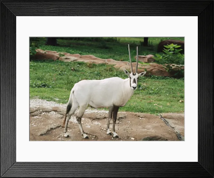 Framed Print : Arabian Oryx - endangered
