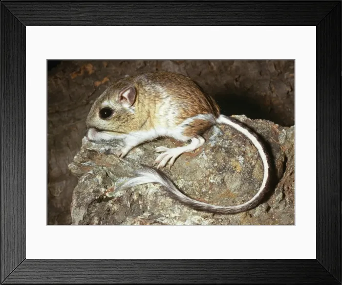 Framed Print : Heermann's Kangaroo Rat Desert regions of California, USA Framed Print : Heermann's Kangaroo Rat Desert regions of California, USA