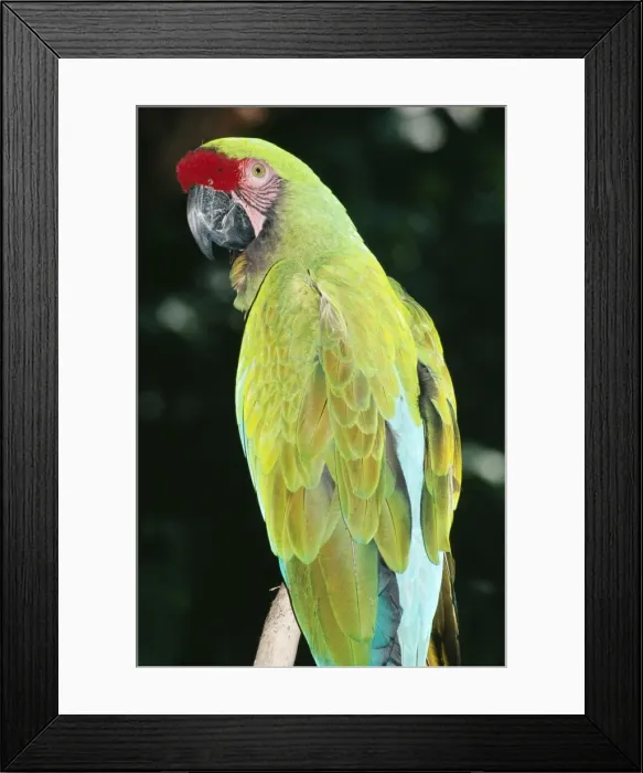 Framed Print : Military Macaw Central America, Mexico to Argentina Framed Print : Military Macaw Central America, Mexico to Argentina