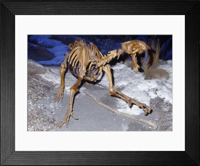 Framed Print : Sabre-tooth Cat Rancho la Brea Tar Pits, California, USA Framed Print : Sabre-tooth Cat Rancho la Brea Tar Pits, California, USA