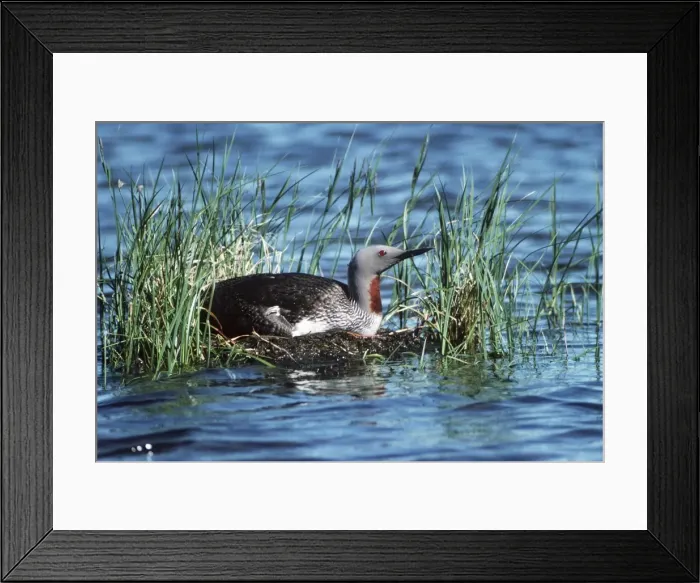 Framed Print : Red-Throated Diver On nest Framed Print : Red-Throated Diver On nest