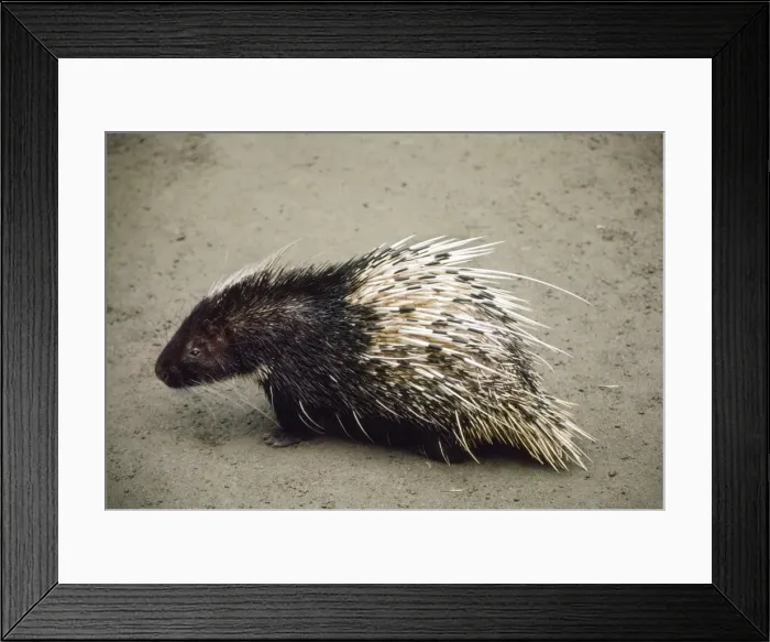 Framed Print : Sumartran Porcupine